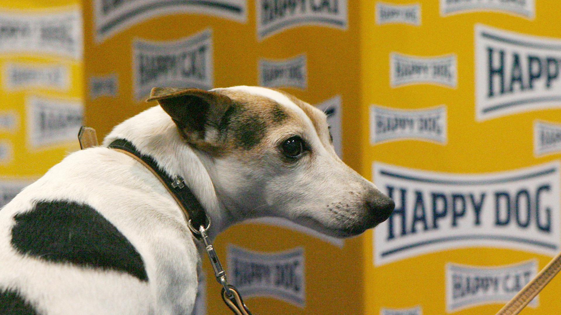Ein Hund sitzt am 31.10.2008 in der Treptow-Arena in Berlin vor einer Packung Hundefutter mit der Aufschrift "Happy Dog".