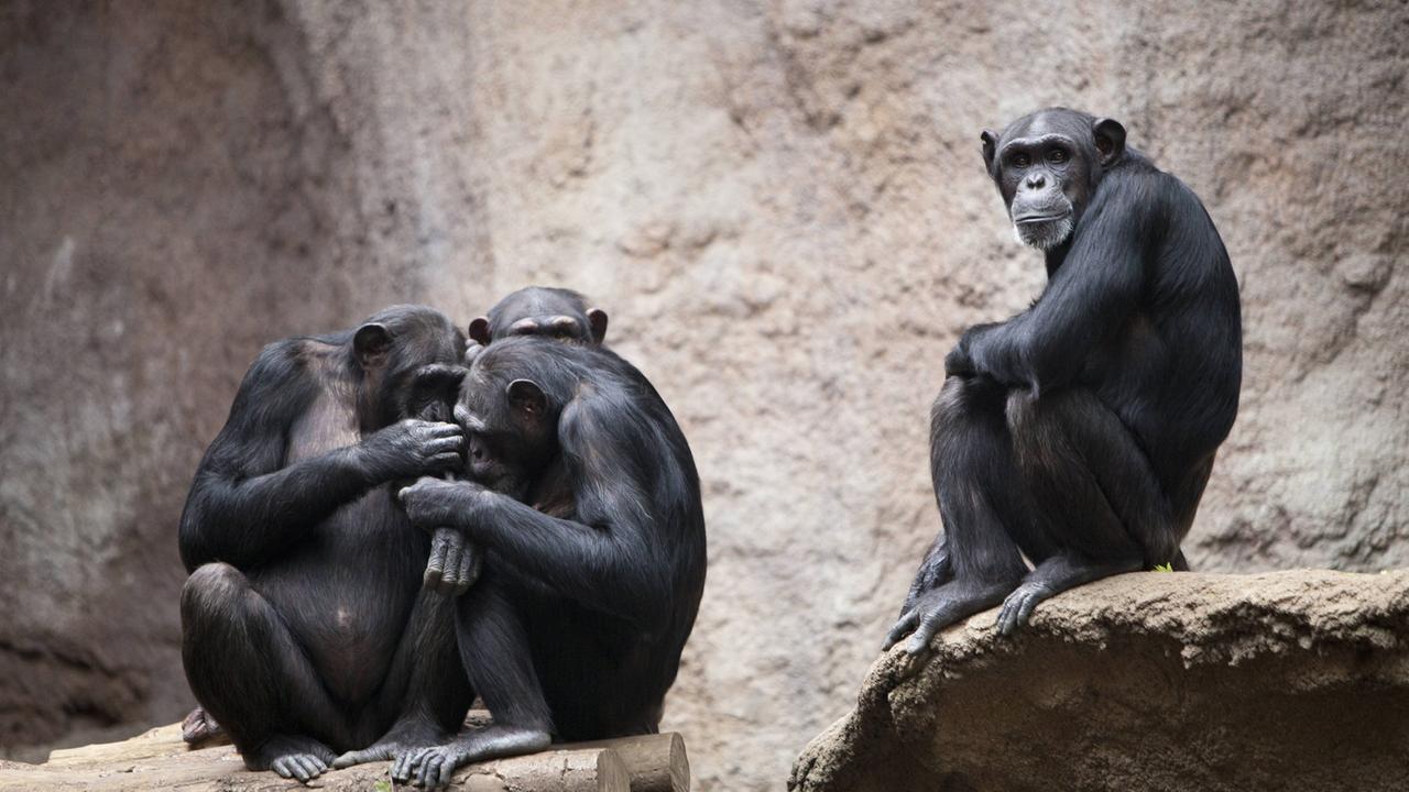 Vier Schimpansen im Pongoland im Zoologischen Garten in Leipzig.