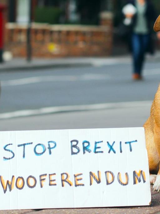 Britische Hunde gegen Brexit: Wooferendum in London: Ein Hund sitzt neben einem Schild, auf dem "Stop Brexit #Wooferendum" steht