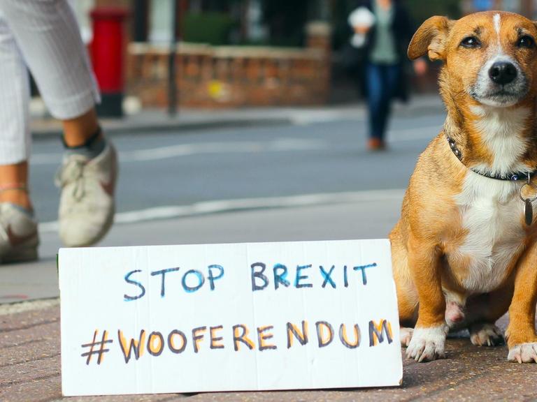 Britische Hunde gegen Brexit: Wooferendum in London: Ein Hund sitzt neben einem Schild, auf dem "Stop Brexit #Wooferendum" steht