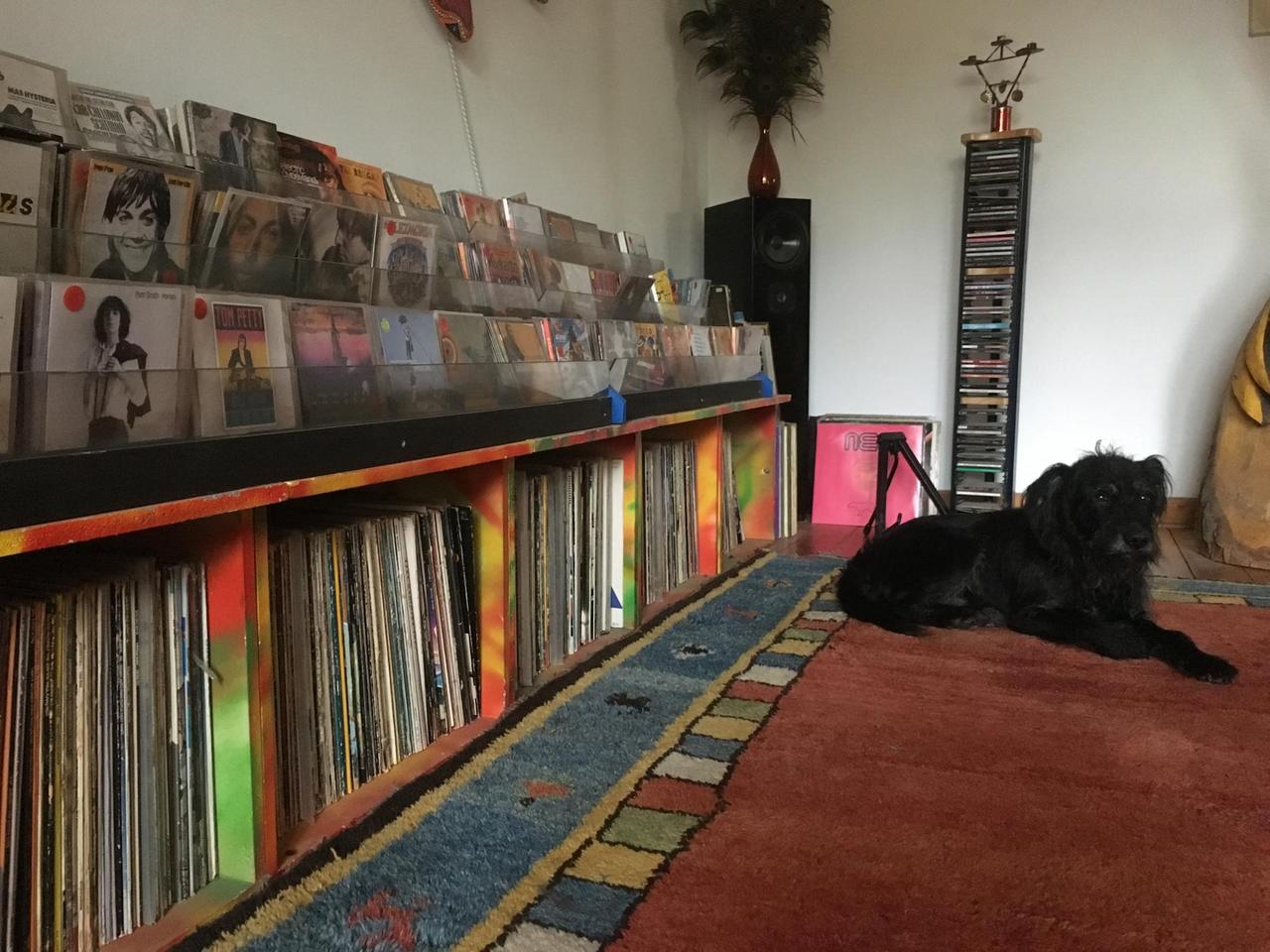 Marcus‘ Hund Camper ruht sich vor den Regalen voller Schallplatten und CD´s aus