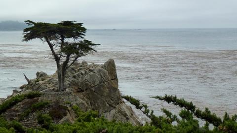 Die Lone Cypress (einsame Zypresse), die auf einem Felsen im Meer wächst ist die Hauptattraktion des 17-Mile Drive bei Monterey in Kalifornien.