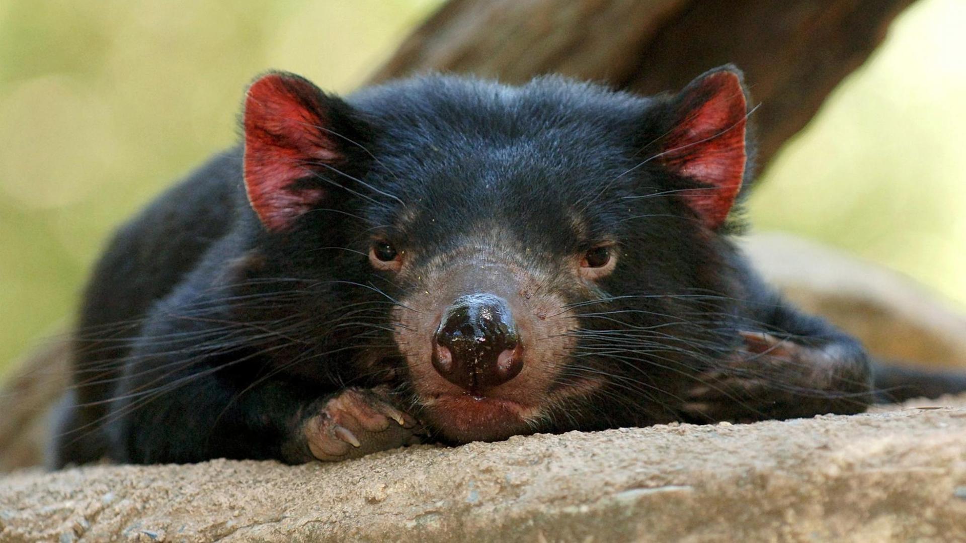 Ein Tasmanischer Teufel liegt auf einem Stein und schaut in die Kamera