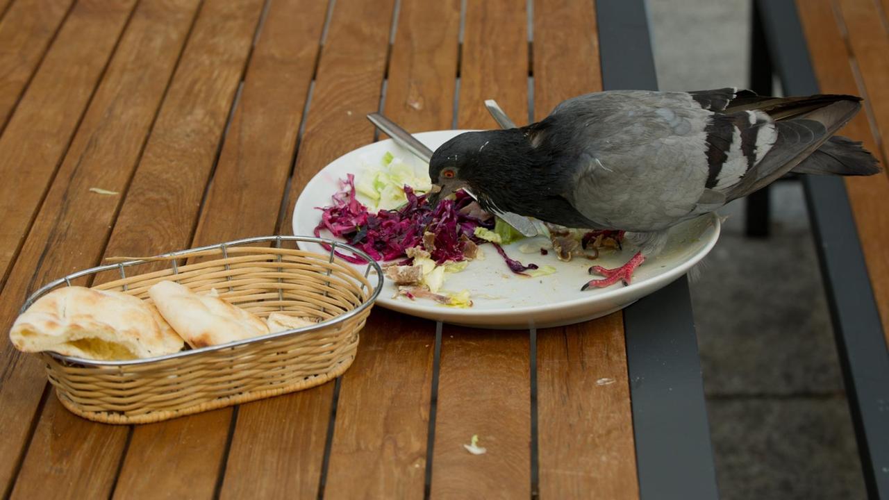 Eine Taube frisst im Außenbereich eines Imbisses Reste von einem Teller.