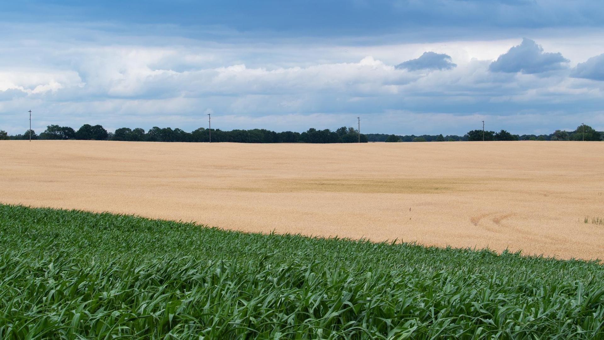 Mais und Getreide auf Feldern nahe Buskow, einem Ortsteil der Stadt Neuruppin im Landkreis Ostprignitz-Ruppin. Mais und Getreide auf Feldern nahe Buskow, einem Ortsteil der Stadt Neuruppin im Landkreis Ostprignitz-Ruppin.