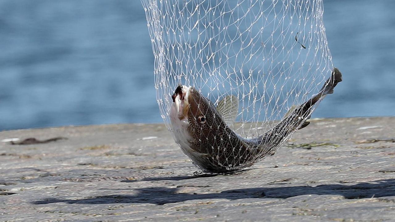 Ein Dorsch hängt in einem Netz.