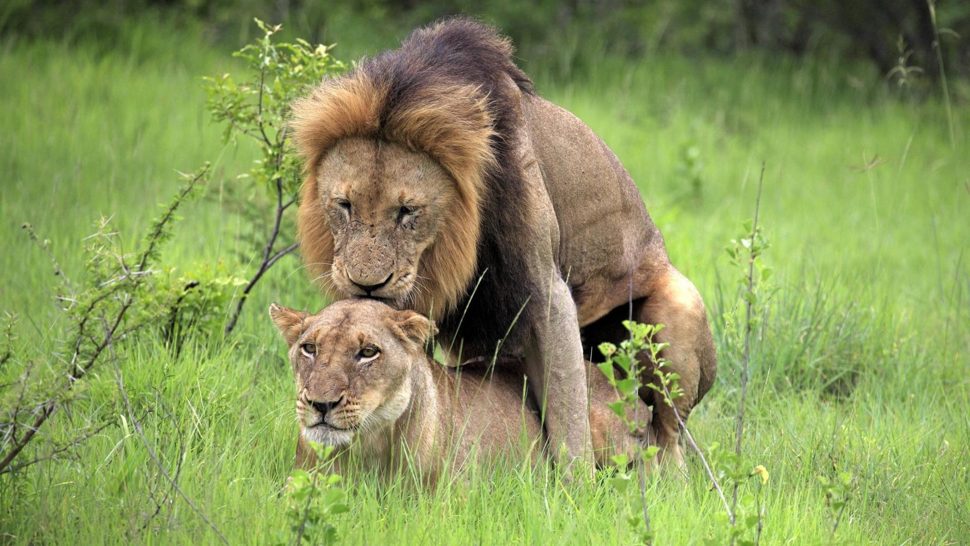 Der Penisknochen ist ein Knochen im männlichen Begattungsorgan vieler Säugetiere – etwa bei Löwen