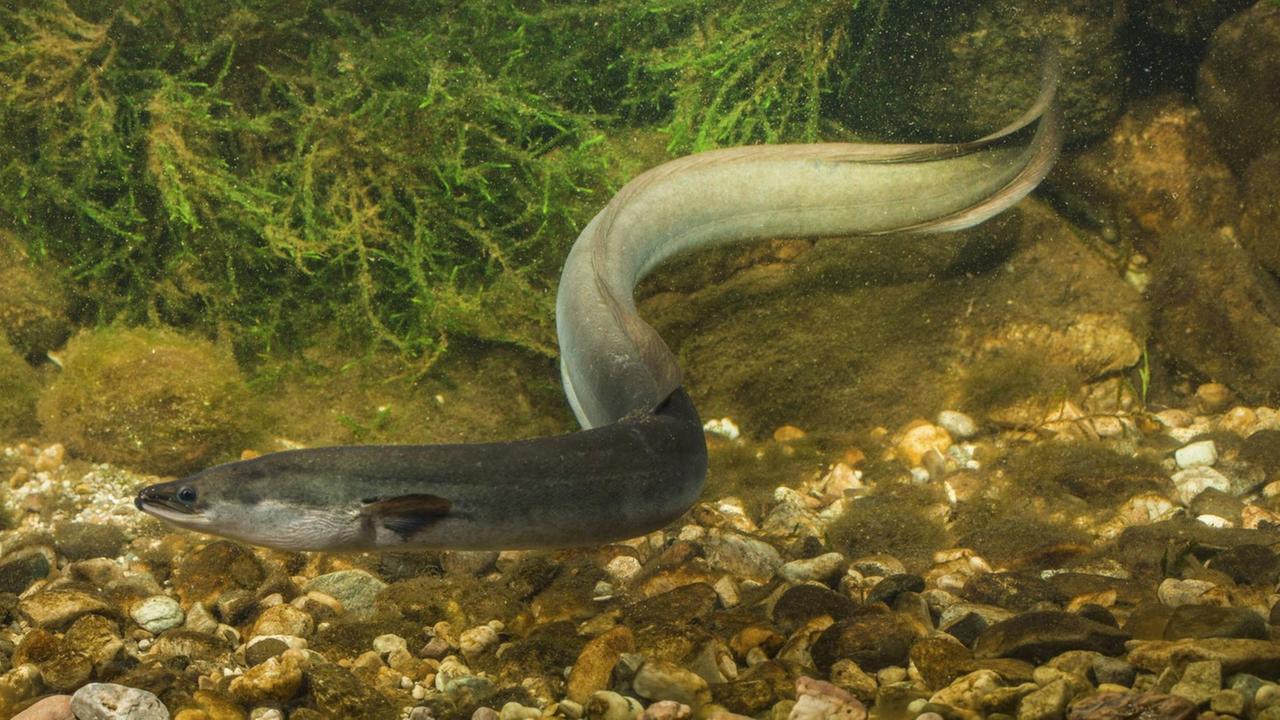 Der Europäische Flussaal (Anguilla anguilla) laicht tausende Kilometer von Europa entfernt im offenen Meer Der Europäische Flussaal (Anguilla anguilla) laicht tausende Kilometer von Europa entfernt im offenen Meer