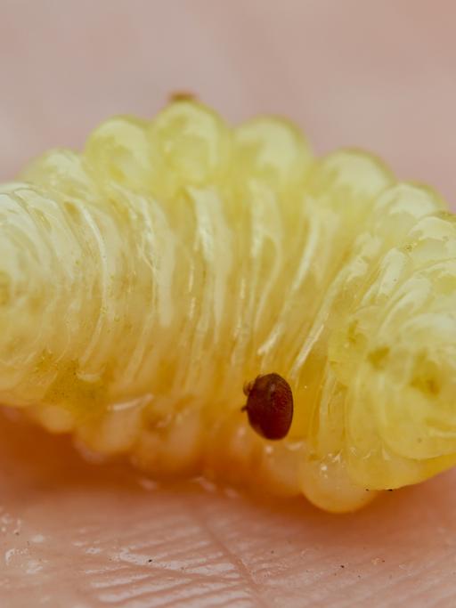 Eine Varroamilbe (kleiner, dunkler Punkt) auf einer Bienenlarve.