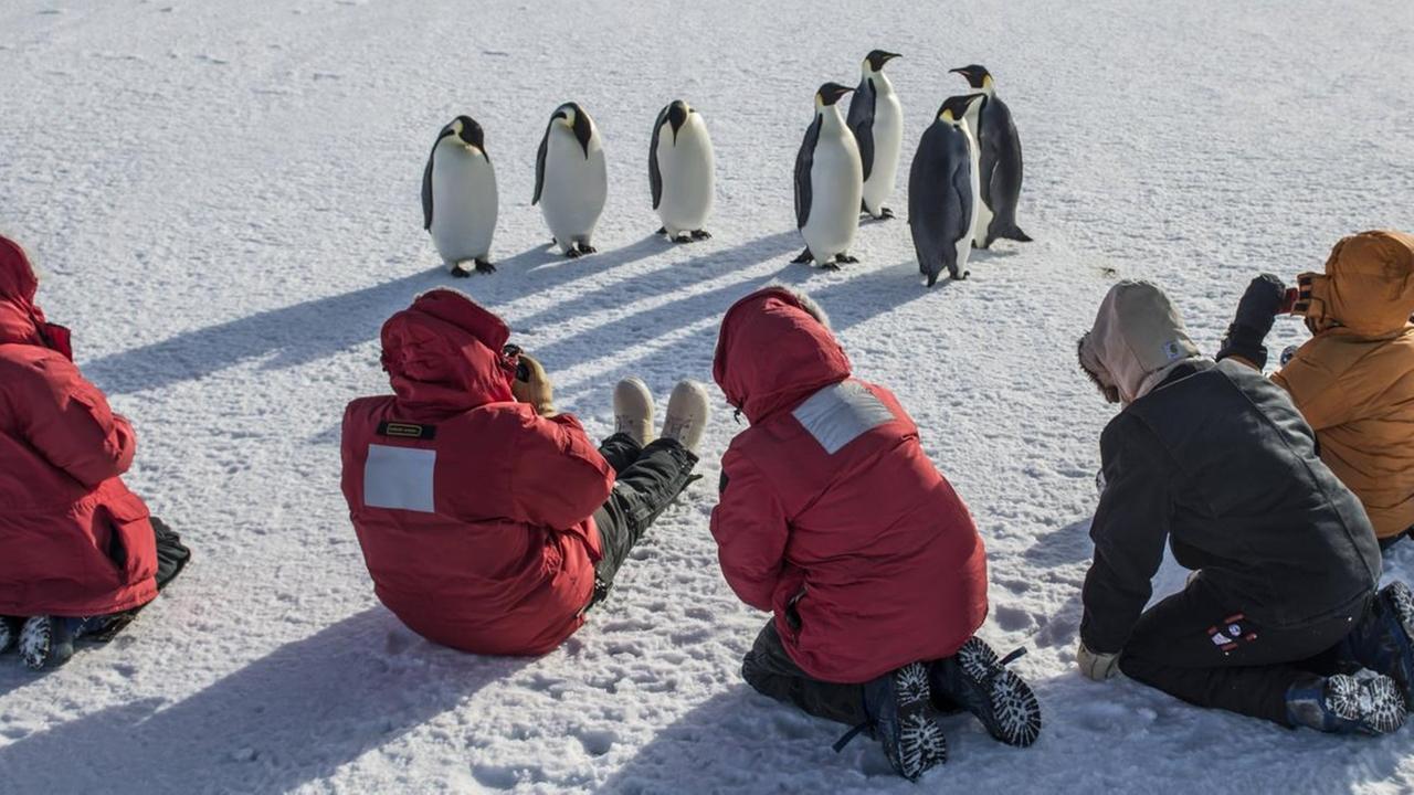 Antarktis - Pinguin-Kot wirkt als Dünger