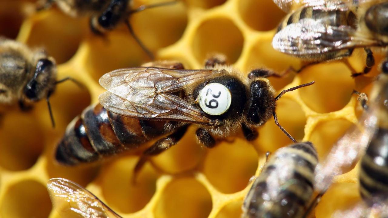 Auf gelben Waben tummeln sich mehrere Bienen, nur eine ist mit der Zahl 29 markiert.