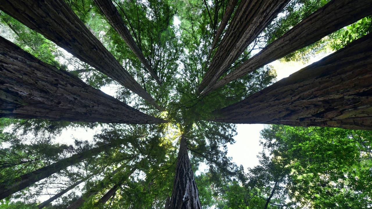 Blick in die Baumkronen im Nationalpark Muir Woods Nationalmonument