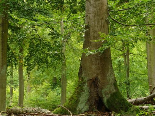 Mächtige Buchen stehen im Nationalpark Kellerwald-Edersee.