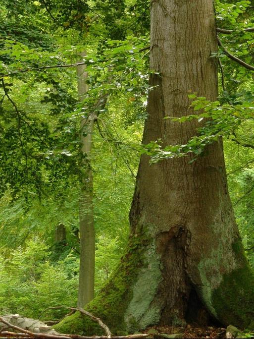 Mächtige Buchen stehen im Nationalpark Kellerwald-Edersee.
