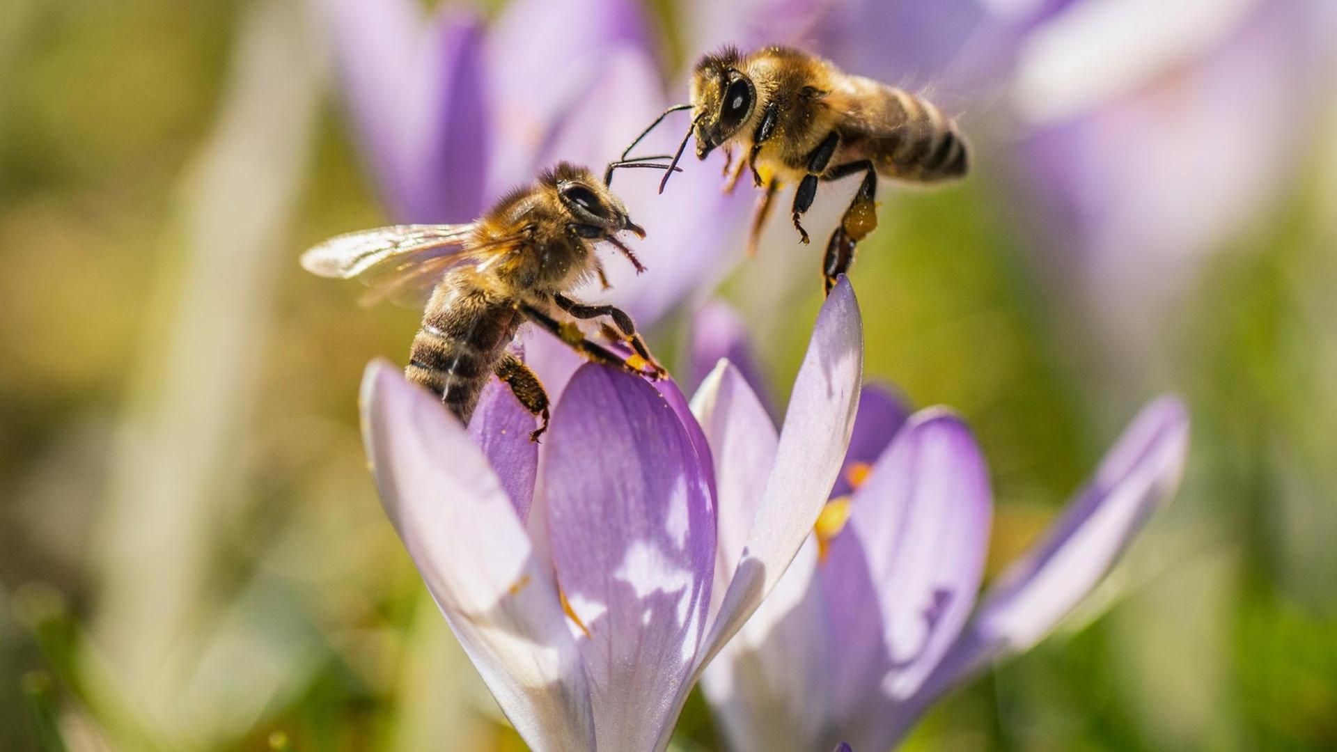 Nahaufnahme von zwei Bienen, die versuchen einen Platz in einer Krokusblüte zu finden.