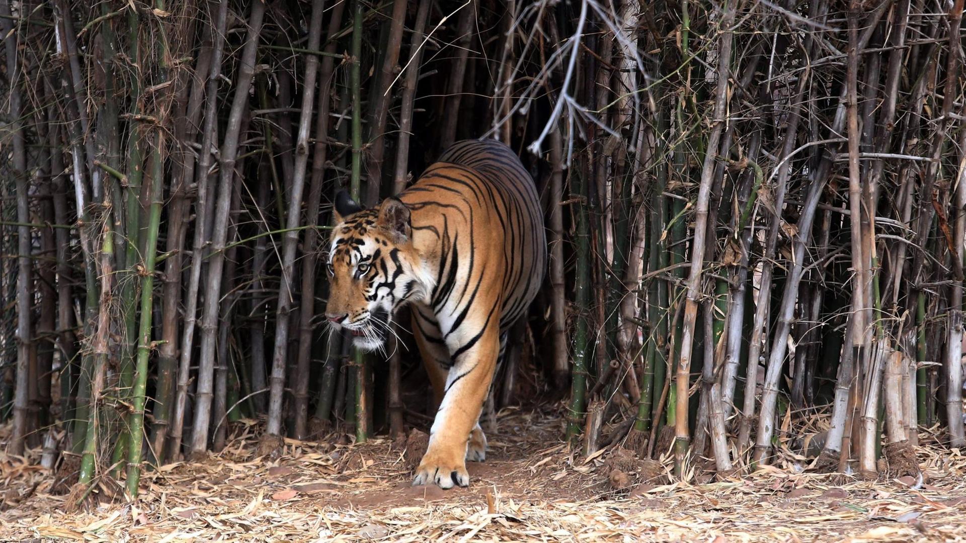 Ein Tiger tritt zwischen Gehölz hervor.