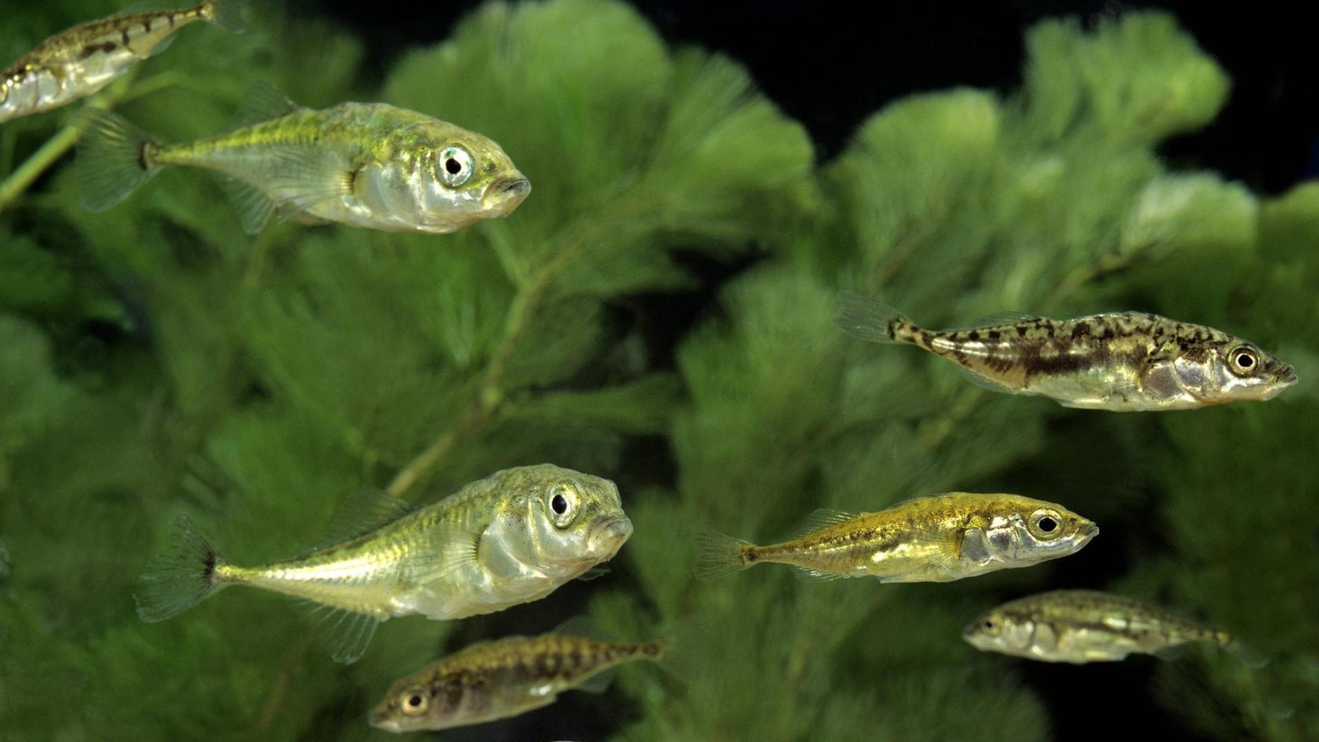 Schwarmeffekt bei Stichlingen Parasitenbefall beeinfusst auch gesunde