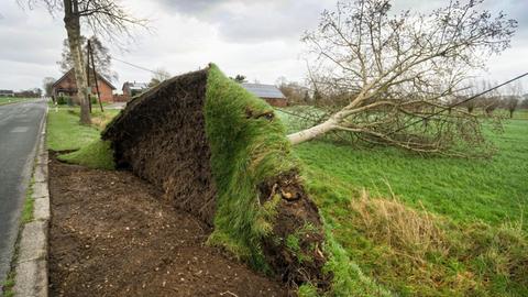 Ein umgestürzter Baum liegt am 18.01.2018 in Alpen-Veen (Nordrhein-Westfalen) neben einer Landstrasse.
