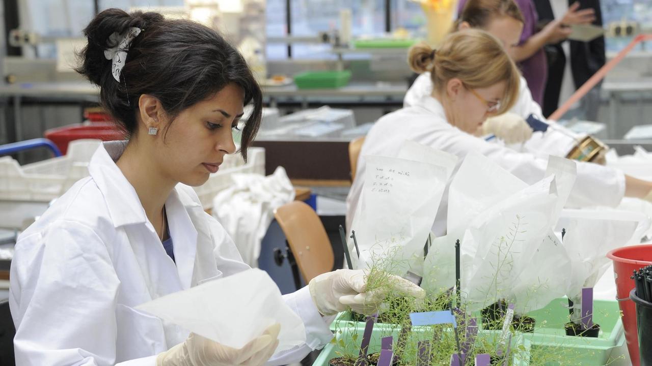 Die iranische Makrobiologie-Studentin Sarah arbeitet am 05.08.2011 in Golm im Gewächshaus des Max-Planck-Instituts für Molekulare Pflanzenphysiologie an der Auswertung eines Zuchtversuchs.