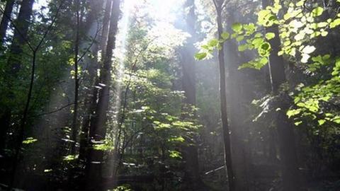 Lichtdurchfluteter Wald