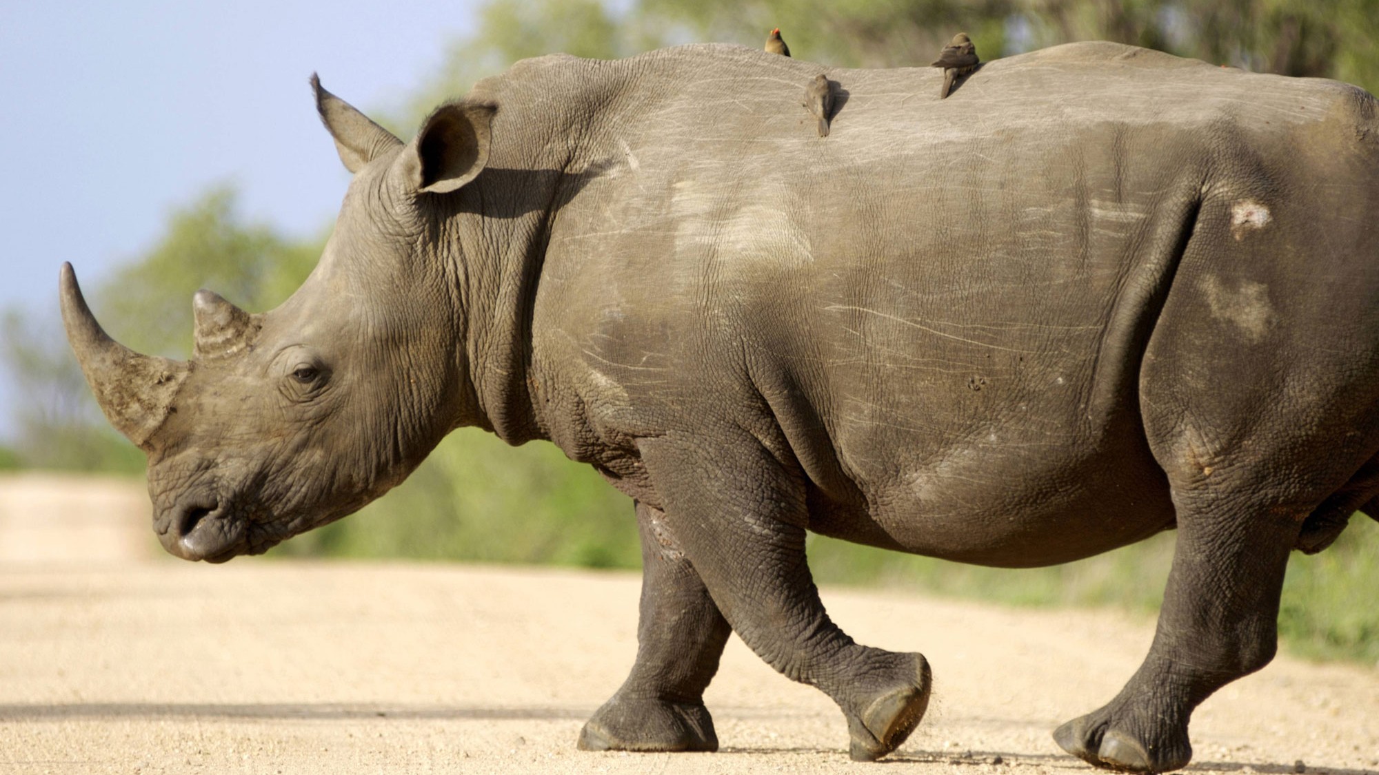 Südafrika - Zahnchirurgen helfen Nashörnern im Krüger-Nationalpark