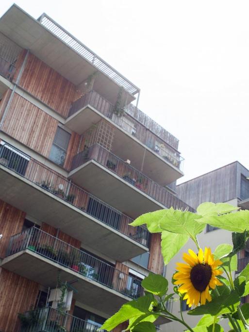 Im Nordbahnhof-Viertel von Wien: Holzverkleidetes Haus mit Balkonen, im Vordergrund Sonnenblumen.