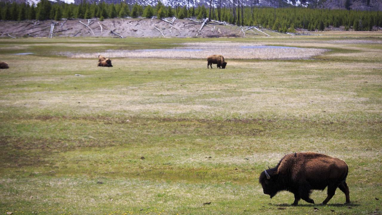 Bisons weiden im Yellowstone-Nationalpark.