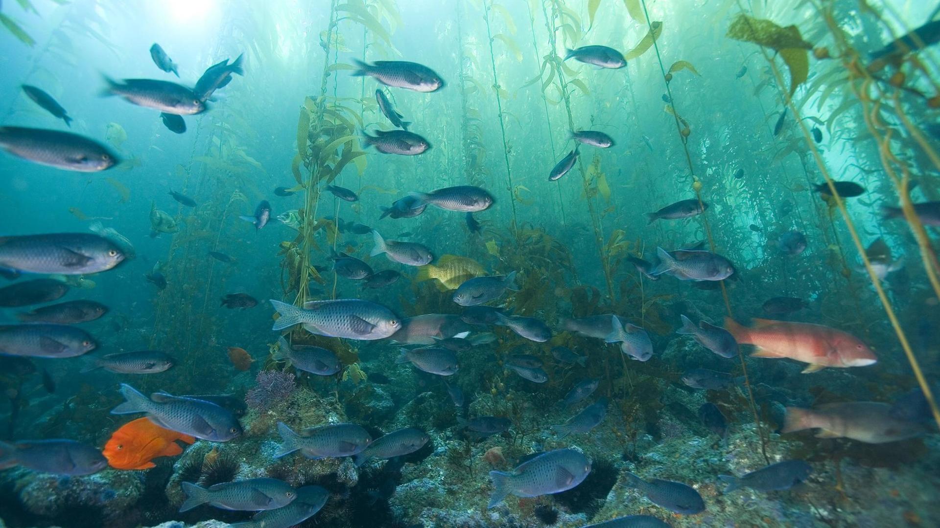 Fische im Kelp-Wald vor der kalifornischen Küste.