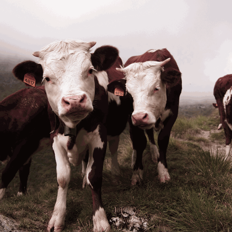 Vier Kühe auf einer Weide, eine Kuh schaut direkt in die Kamera. 