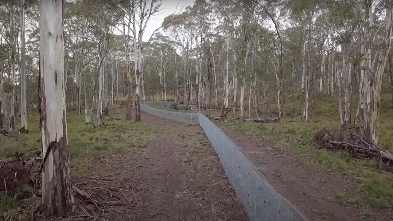 Ein Metallzaun mit feinem Gitter verläuft durch den Wald