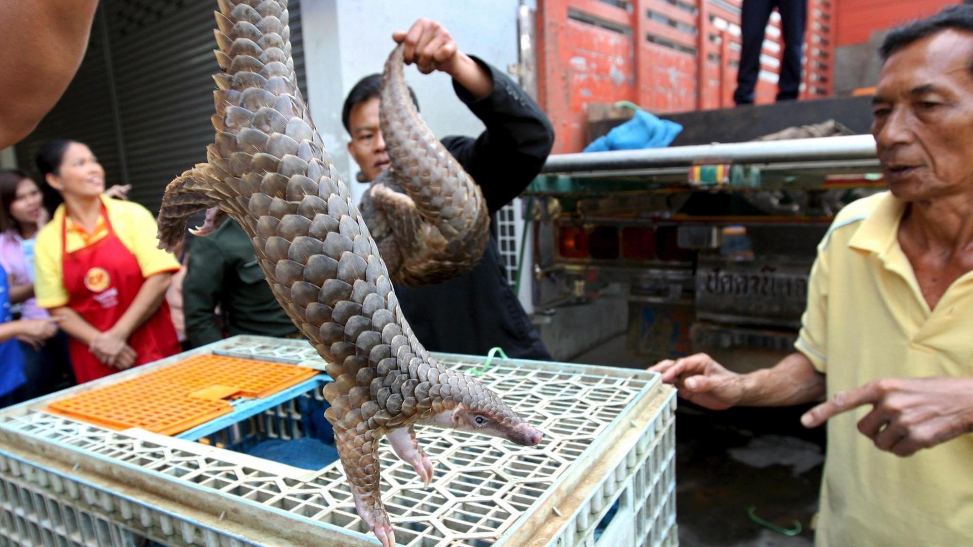Thailändische Zollbeamte entfernen Schuppentiere aus ihren Käfigen.