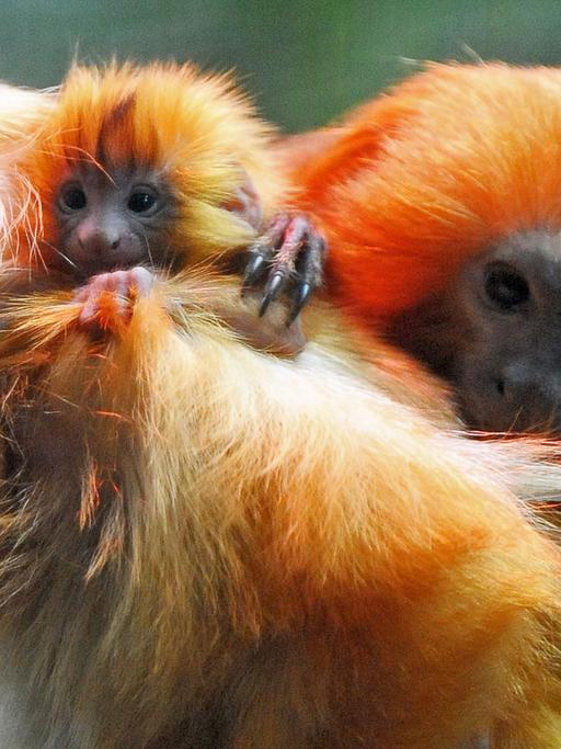 Goldgelbe Löwenäffchen in ihrem Gehege im Heidelberger Zoo