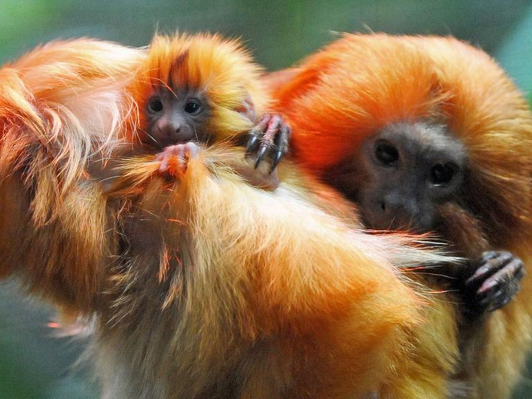 Goldgelbe Löwenäffchen in ihrem Gehege im Heidelberger Zoo