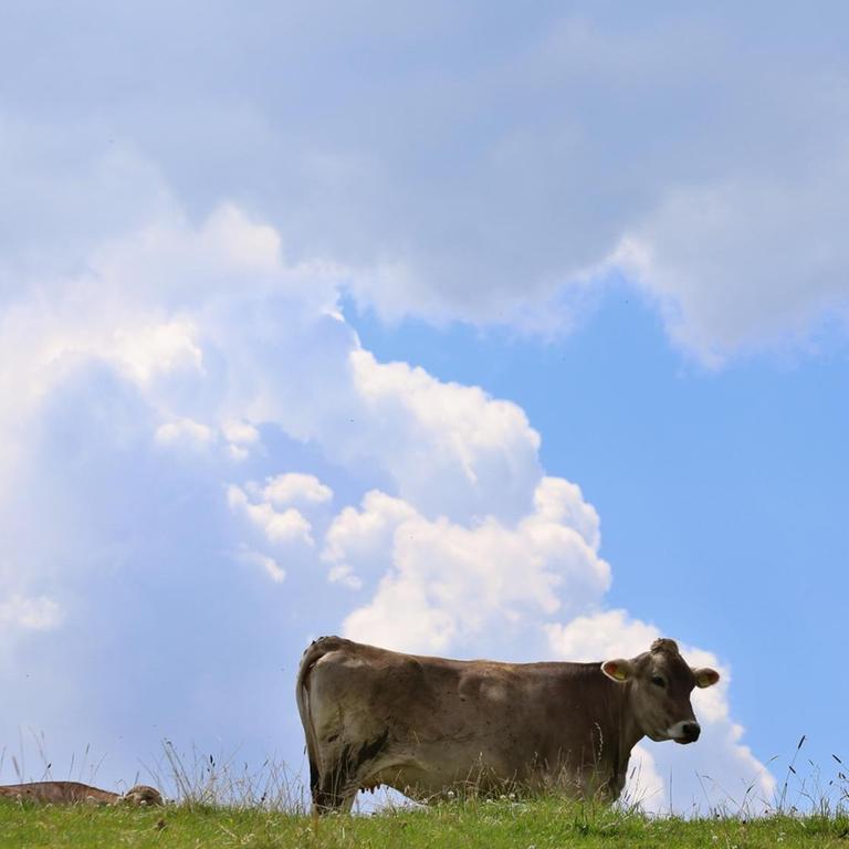 Eine Kuh weidet auf einer Wiese neben einer Mobilfunkantenne in Unterthingau.