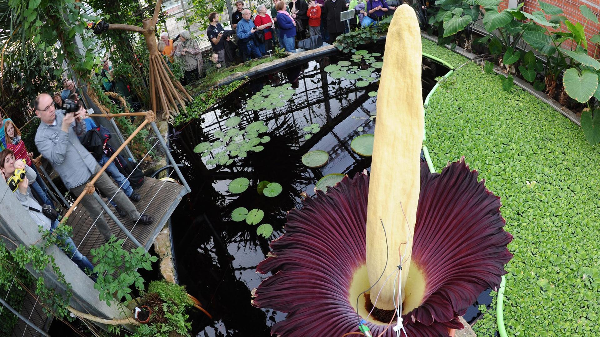 Eine Titanwurz blüht im Botanischen Garten Kiel. Besucher bestaunen die Pflanze.