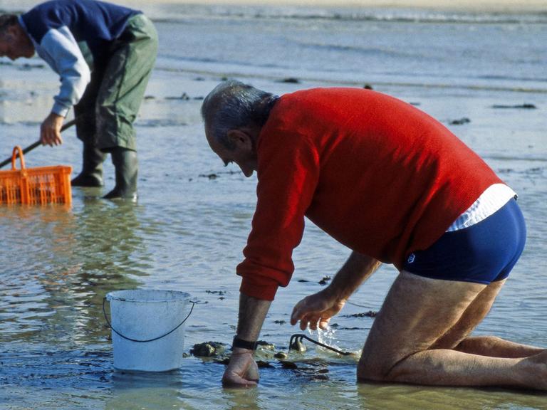 Zwei Männer im französischen Fischerort La Baule graben bei Niedrigwasser im Watt nach Krebsen und essbaren Herz- und Miesmuscheln