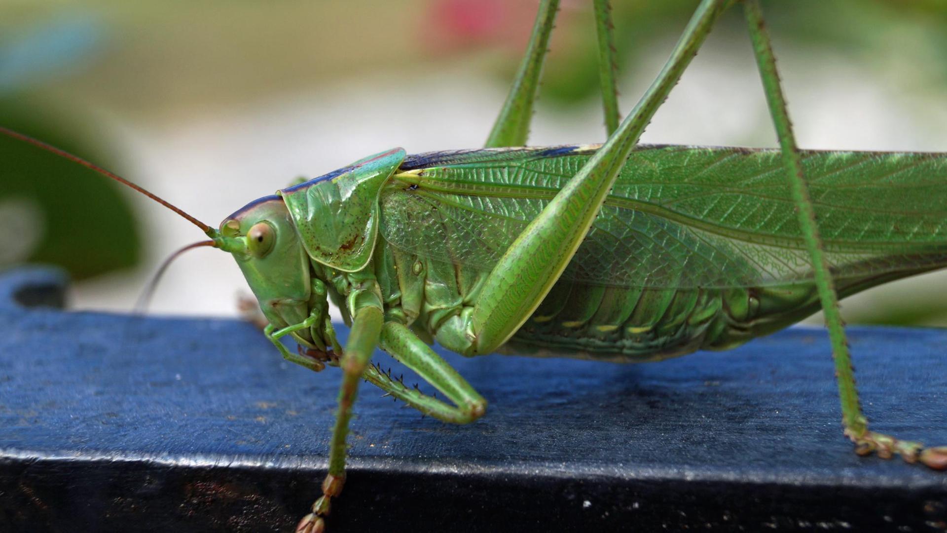 Eine grüne Zikade - kann man die wirklich essen?