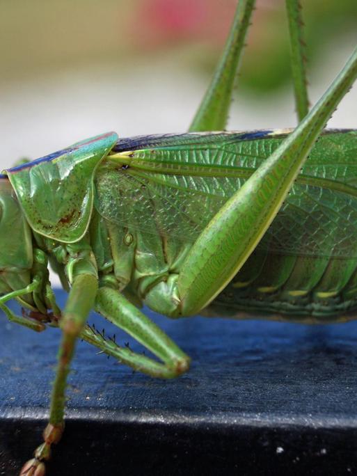 Eine grüne Zikade