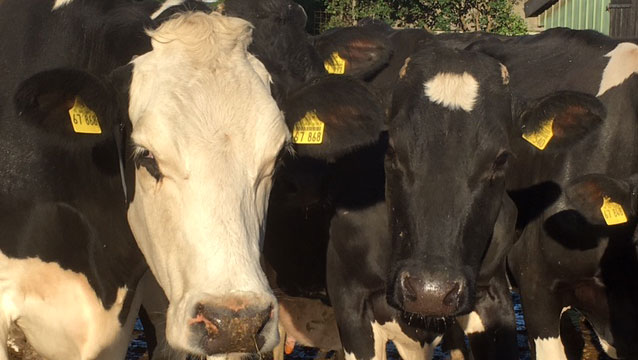 Die Kühe gehören der Famillie Carstens, die in dritter Generation Milchbauern sind.