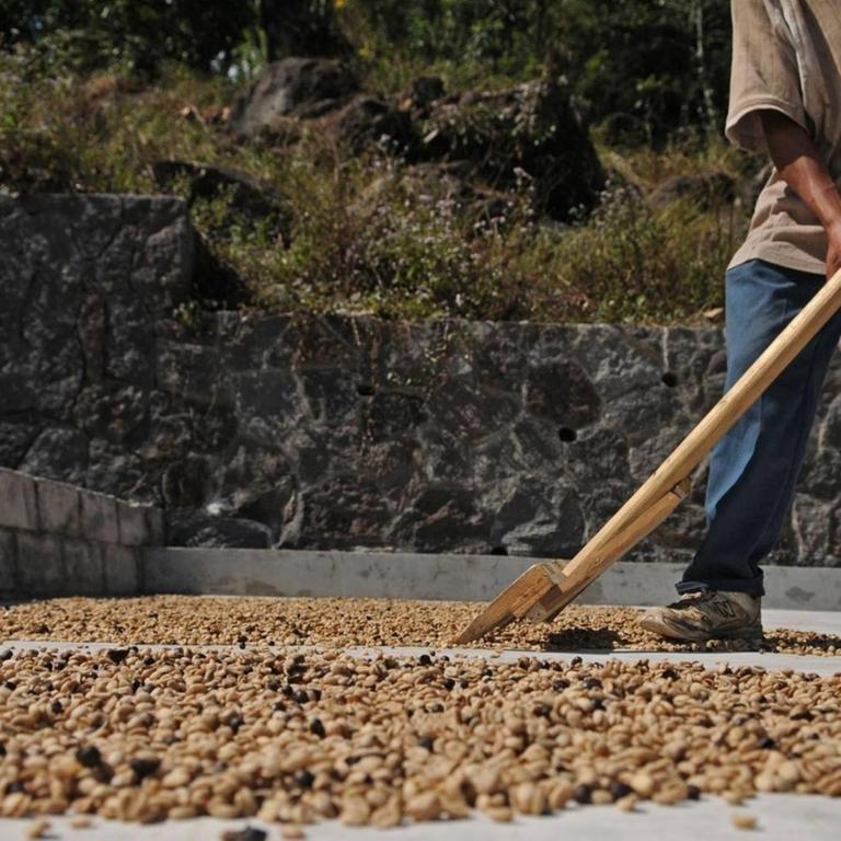 Eine Person verteilt Kaffeebohnen zum Trocknen auf dem Boden.