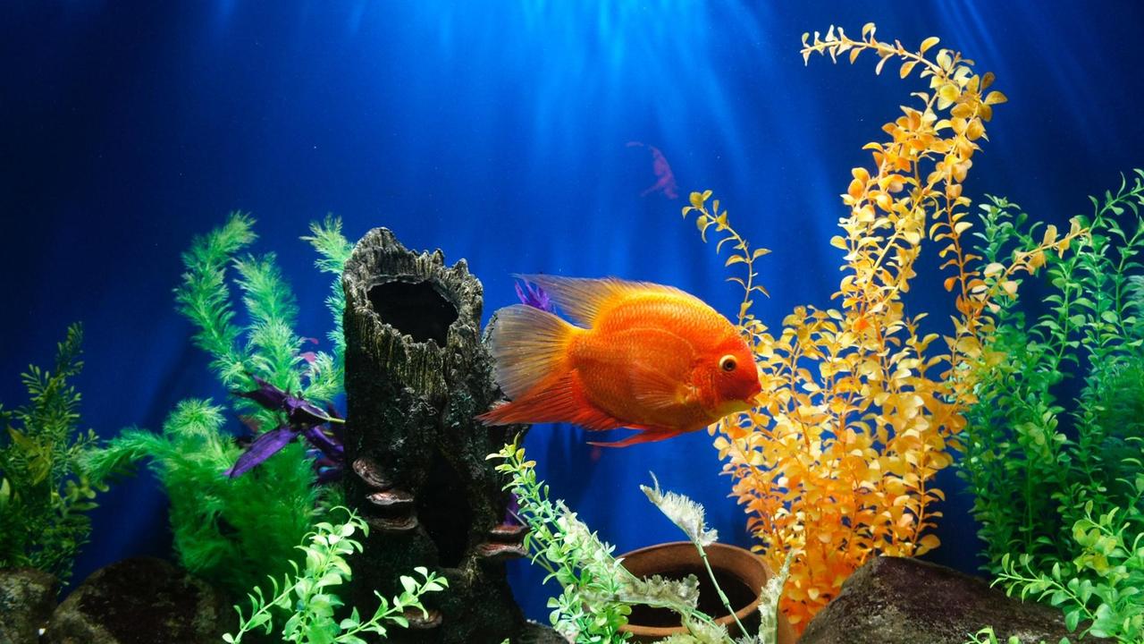 Ein orangefarbener Fisch schwimmt durch ein Aquarium.