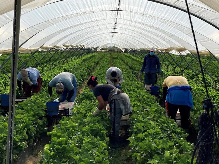In einem riesigen Gewächshaus bücken sich mehrere marokkanische Arbeiter:innen zu den in mehreren langen Reihen angepflanzten grünen Erdbeerpflanzen und ernten die Früchte.