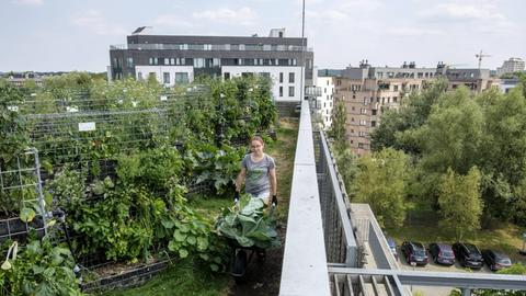 Gemüseernte in der "Urban Farm" auf dem Dach des "Cameleon Shop" in Brüssel