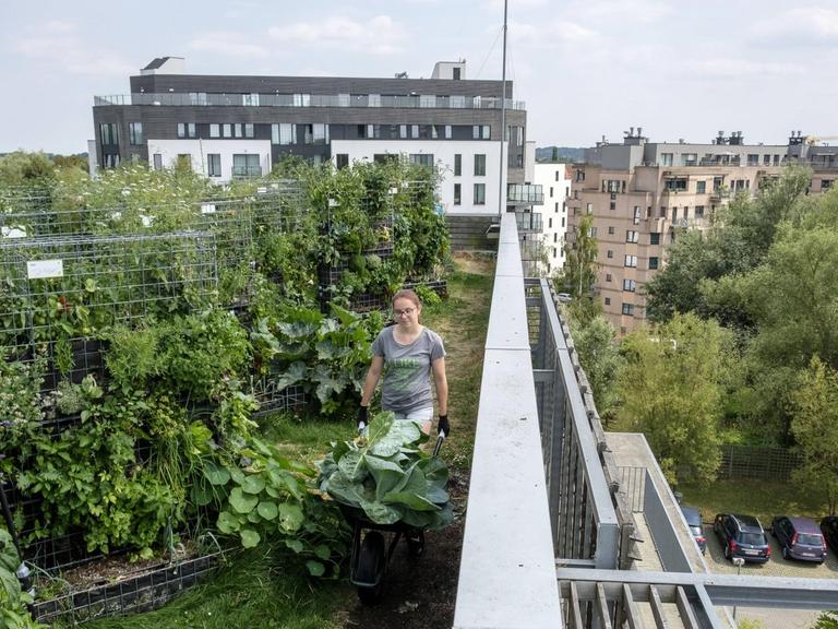 Gemüseernte in der "Urban Farm" auf dem Dach des "Cameleon Shop" in Brüssel