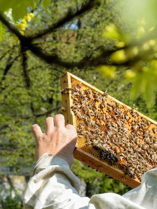 Hobbyimker Matthias Krümmel pflegt auf dem Dach vom Gemeinschaftsgarten Himmelbeet in Wedding seine Bienenvölker, aufgenommen im April 2018.