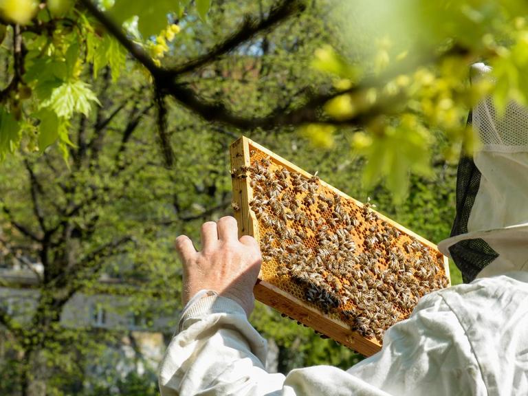 Hobbyimker Matthias Krümmel pflegt auf dem Dach vom Gemeinschaftsgarten Himmelbeet in Wedding seine Bienenvölker, aufgenommen im April 2018.