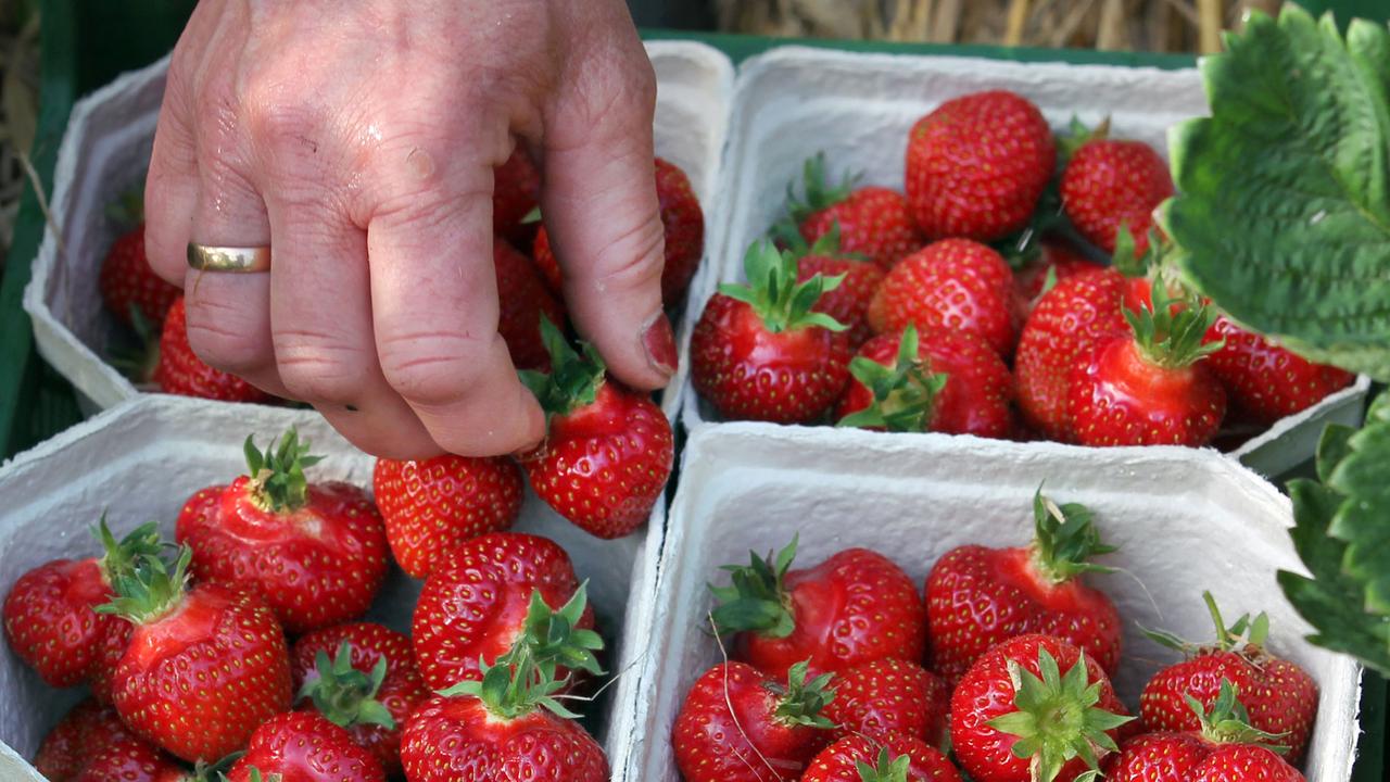 6000 Tonnen Erdbeeren werden Jahr für Jahr in Rövershagen geerntet