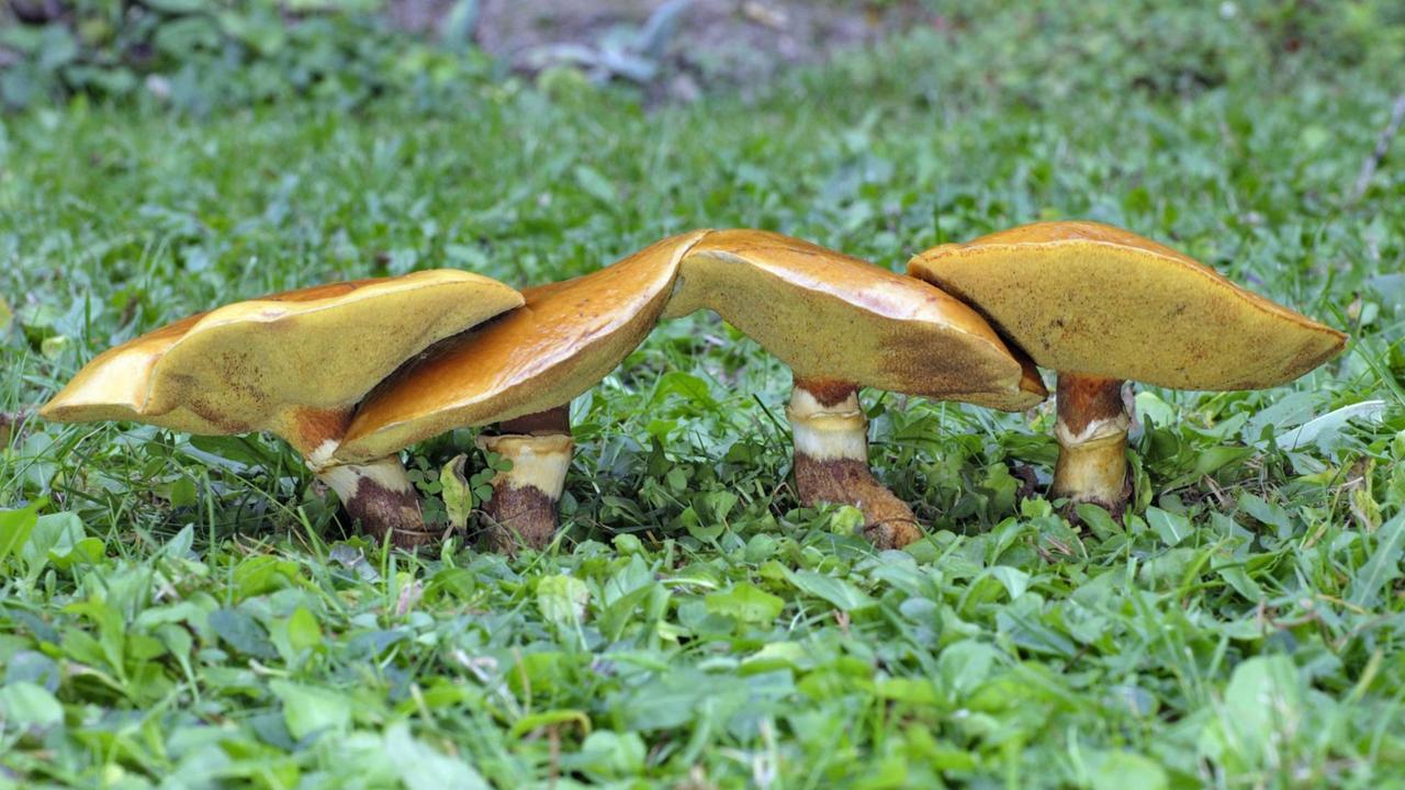 Eine Gruppe von Lärchenröhrlingen (Suillus grevillei) steht am Fuß einer Lärche.