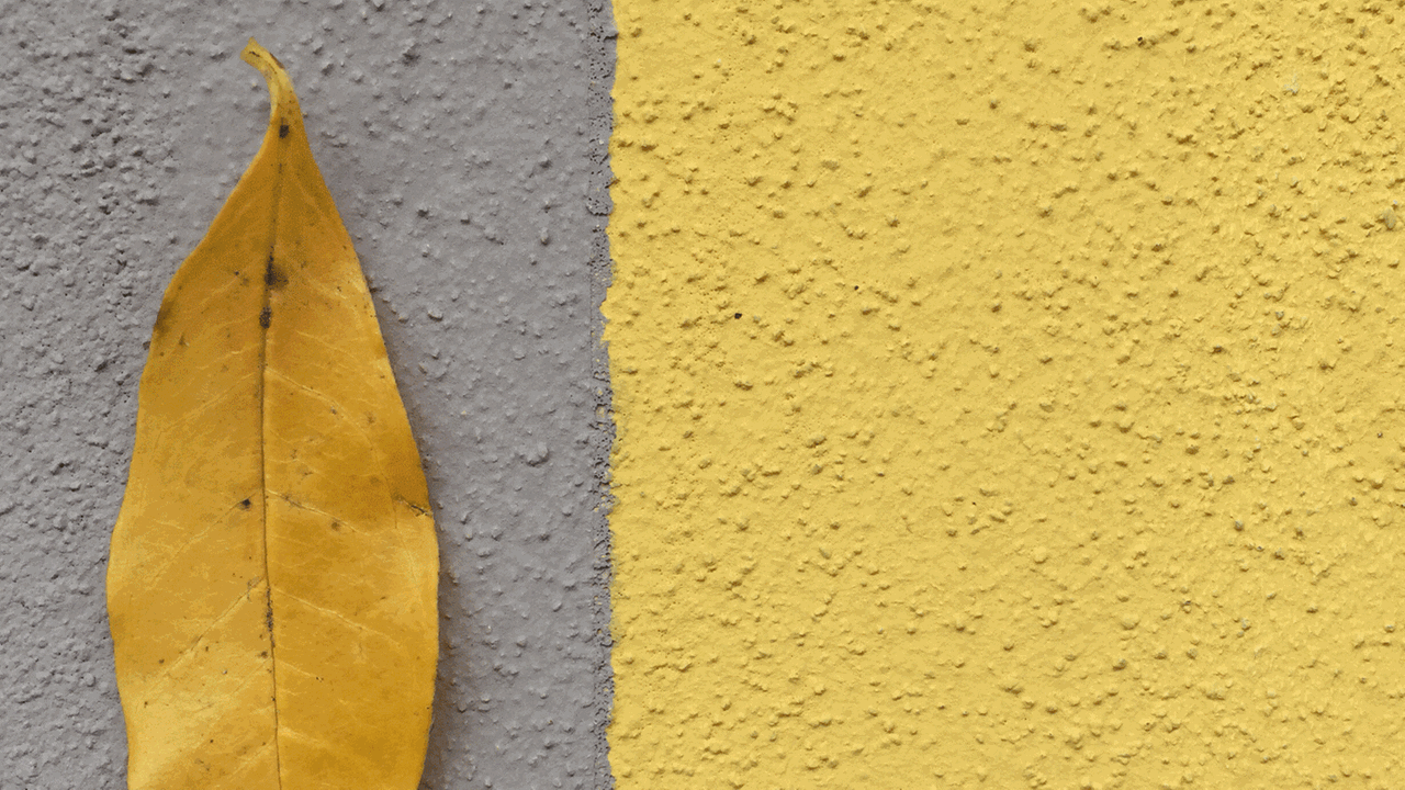 Serie Grenzen. Auf einer gelb und grau gestrichenen Wand ist ein belbes Blatt auf dem grauen Teil der Wand zu sehen.