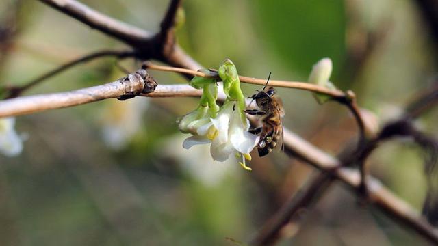 Eine Biene sitzt auf einer Blüte. 